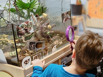 Ein Kind mit blauen Oberteil betrachtet ein Terrarium mit Käfern und Schnecken durch eine lila Lupe im Naturforscherraum.