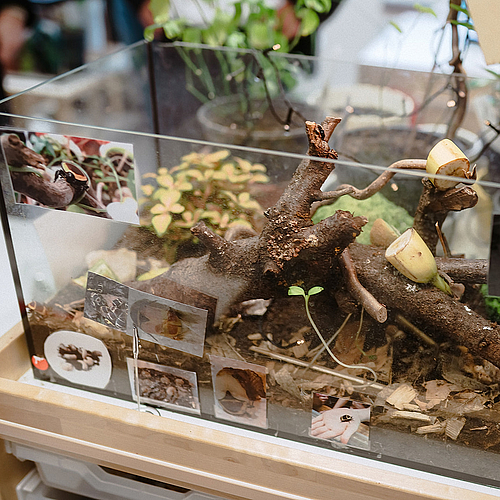 Ein Glas-Terrarium mit Ästen, Erde und Pflanzen im Naturforscherraum des Fröbel-Kindergartens Pfalzplatz. Auf dem Glas sind Fotos von verschiedenen Käfern und Schnecken angebracht.